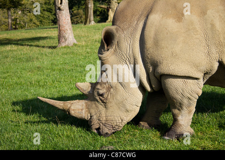 Rhinocéros blanc à Longleat Safari Park Wiltshire UK Banque D'Images