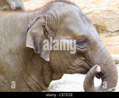 Jeune éléphant d'Asie (Elephas maximus) dans l'eau close-up (captive) Banque D'Images