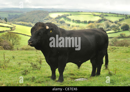 Bull noir gallois sur scenic hill Banque D'Images