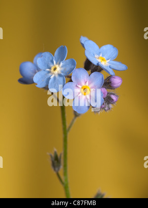 Myosotis palustris portrait vertical de l'eau, ne m'oubliez pas, vertical portrait de fleurs. Banque D'Images