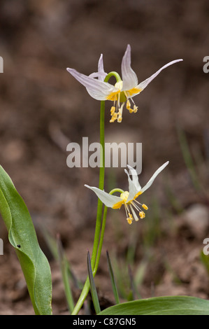 Lily fawn Klamath, Erythronium klamathense dans la Klamath Mountains, en Californie Banque D'Images