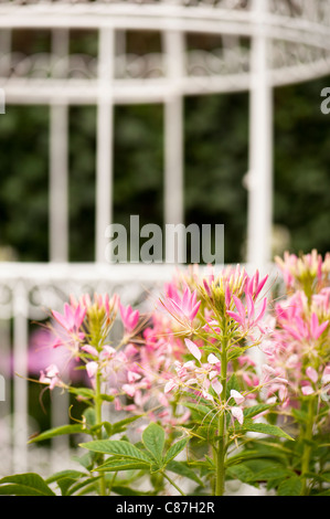 Cleome hassleriana 'rose Queen' en fleurs Banque D'Images