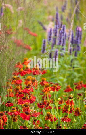 Helenium 'Moerheim Beauty' avec Agastache 'Black Adder' dans l'arrière-plan Banque D'Images