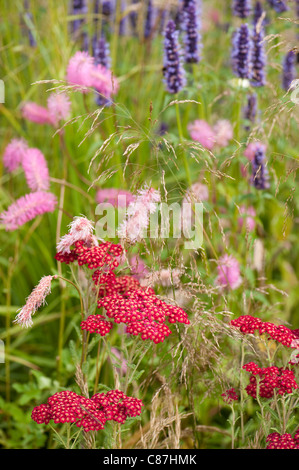 L'Achillea millefolium 'Red Velvet' avec Sanguisorba obtusa et Agastache 'Black Adder' dans l'arrière-plan Banque D'Images