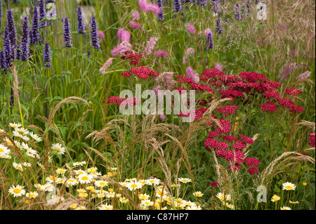 L'Achillea millefolium 'Red Velvet' avec Sanguisorba obtusa et Agastache 'Black Adder' dans l'arrière-plan Banque D'Images