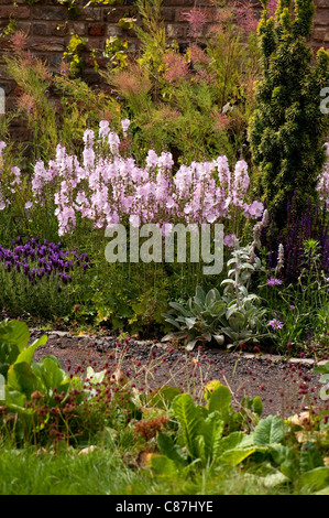 Sidalcea 'Elsie Heugh', mauve des prairies dans le 'Jardin Secret' show garden, 2011 RHS Flower Show Tatton Park Banque D'Images