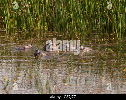 L'érismature rousse Oxyura jamaicensis, jeune et féminine, la natation. La Californie. Banque D'Images