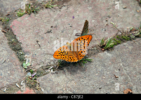 Lavé d'argent - Argynnis paphia Fritillary butterfly Banque D'Images