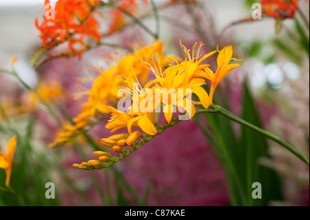 Crocosmia masoniorum Rowallane', 'jaune géant Montbretia, en fleurs Banque D'Images