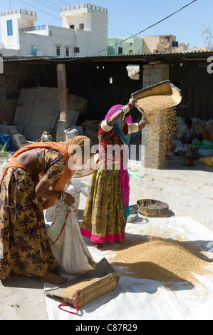 Les femmes indiennes le vannage des grains à la main, dans le village de Rohet au Rajasthan, Inde du Nord Banque D'Images