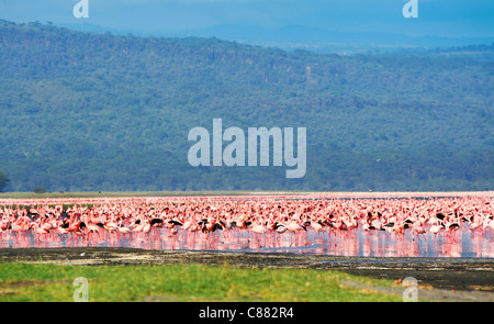 Safari africain, des flamants roses dans le lac Nakuru, Kenya Banque D'Images