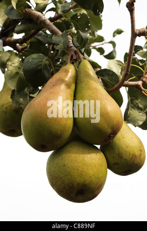 'Poire' sur Concorde Concorde arbre Pyrus Communis Banque D'Images