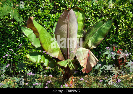 L'Abyssinie banane (Musa ensete ventricosum). Banque D'Images