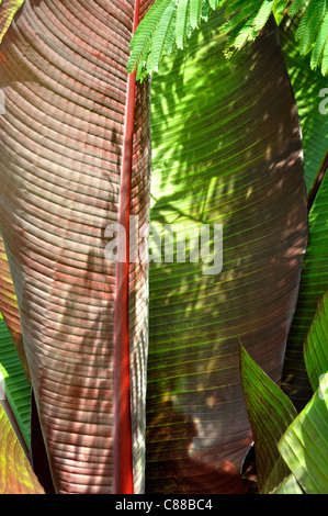 L'Abyssinie banane (Musa ensete ventricosum). Banque D'Images