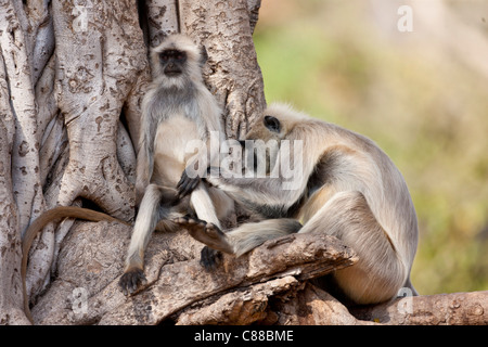 Les singes Langur indien, animaux singe écureuil, toilettage à Banyan Tree dans le parc national de Ranthambore, Rajasthan, Inde Banque D'Images