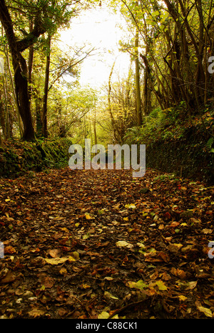 Un sentier d'automne sur l'ancien Glyn Valley dans le tramway 12 Valley North East Wales qui a couru de 1873 1935 Banque D'Images