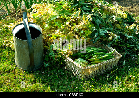 Frais de récolte des fèves (Vicia faba) et les pois frais, potager. Banque D'Images