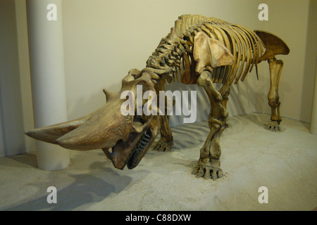 Squelette d'une espèce d'arsinoitherium (Arsinoitherium zitteli) vu au Natural History Museum de Londres, Angleterre, Royaume-Uni. Banque D'Images