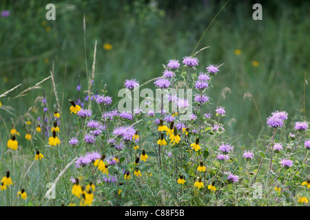 (Monarde Monarda fistulosa) et jaune (Ratibida pinnata) Custer State Park dans le Dakota du Sud Banque D'Images