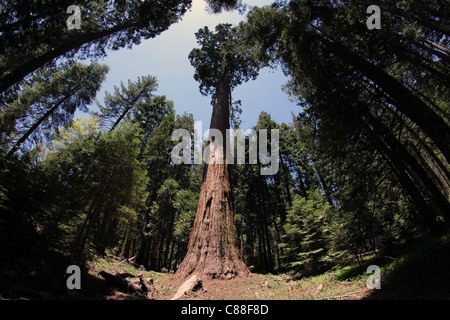 Big Ed le Séquoia géant au fisheye Nelder Grove National Forrest, Sierra de Madera County, California, USA Banque D'Images