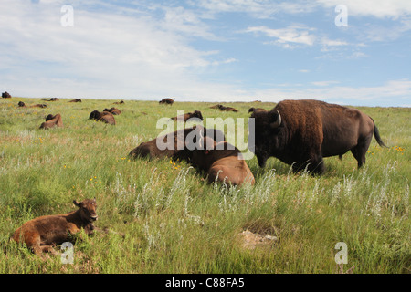 Petit troupeau de bison d'Amérique (Bison bison) sur Praire Custer State Park, le Dakota du Sud Banque D'Images