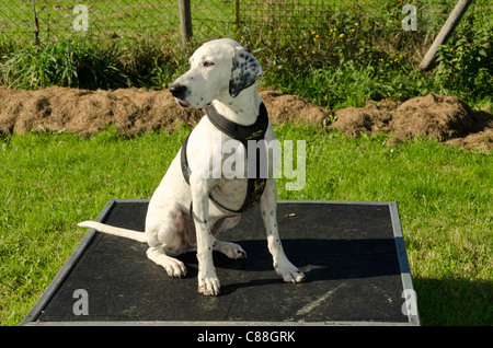 Chien assis sur la plate-forme durant la session de formation Banque D'Images