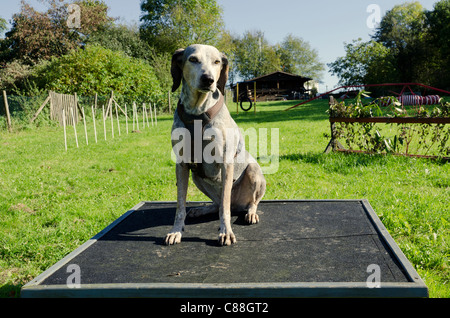 Chien assis sur la plate-forme durant la session de formation Banque D'Images