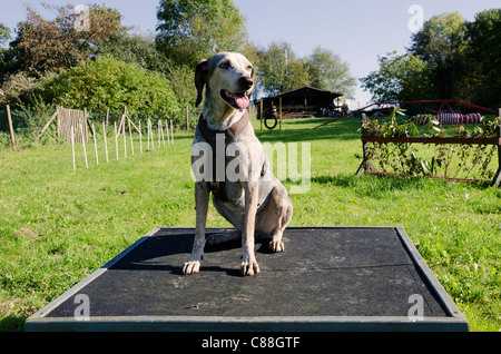 Chien assis sur la plate-forme durant la session de formation Banque D'Images