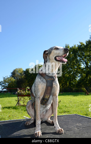 Chien assis sur la plate-forme durant la session de formation Banque D'Images