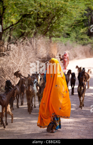 Villageois indien avec troupeau de chèvres dans village près de Ranthambore au Rajasthan, Inde du Nord Banque D'Images