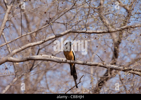 Roux indien Treepie, Dendrocitta vagabunda, oiseau de Ranthambhore National Park, Rajasthan, Inde du Nord Banque D'Images