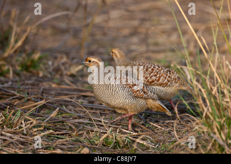 Francolin gris Perdrix, Francolinus pondicerianus, dans le Parc National de Ranthambhore, Rajasthan, Inde du Nord Banque D'Images