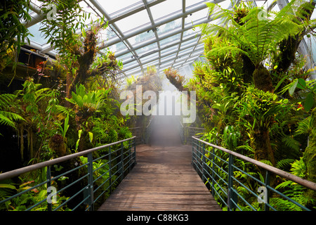 Coolhouse, National Orchid Garden, jardins botaniques de Singapour Banque D'Images