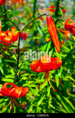 Tiger Lilies dans un jardin dans le Kent en Angleterre Banque D'Images