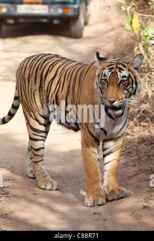 Femme Tigre du Bengale, Panthera tigris tigris, dans le parc national de Ranthambore, Rajasthan, Inde Banque D'Images