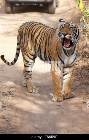 Femme Tigre du Bengale, Panthera tigris tigris, dans le parc national de Ranthambore, Rajasthan, Inde Banque D'Images