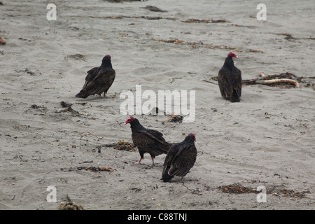 Groupe de quatre l'Urubu à tête rouge (Cathartes aura) se nourrissant de charogne sur plage de San Simeon, California, USA Banque D'Images