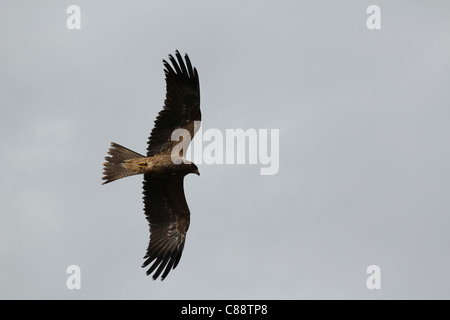 L'Aigle royal (Aquila chrysaetos) dans le ciel au-dessus de Wiltshire, England, UK Banque D'Images