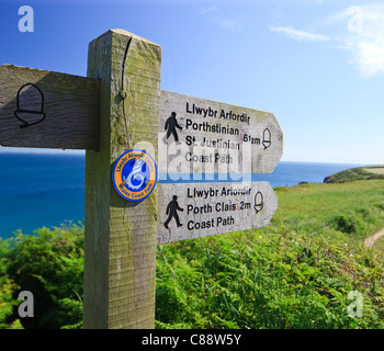 Coast Path Caerfai Bay St Davids, Pembrokeshire Wales Banque D'Images