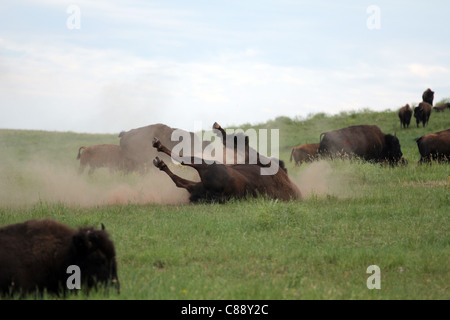 Bison mâle roulant dans la poussière à Custer State Park, South Dakota, USA Banque D'Images