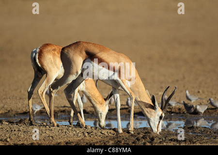 Le Springbok (Antidorcas marsupialis) les antilopes et les tourterelles l'eau potable, Kgalagadi Transfrontier Park, Afrique du Sud Banque D'Images