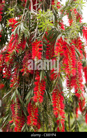 Belles fleurs tombantes rouge d'un Weeping Bottlebrush arbre dans un jardin dans l'île de Hong Kong Chine Asie Banque D'Images