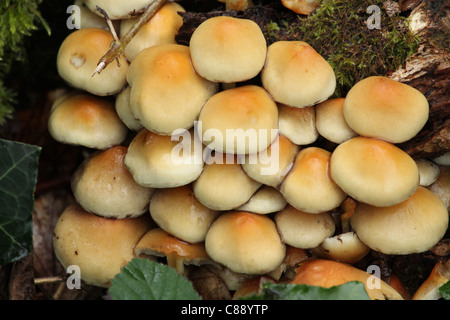 Les champignons, touffe de soufre Leigh Woods, Bristol, Royaume-Uni Banque D'Images