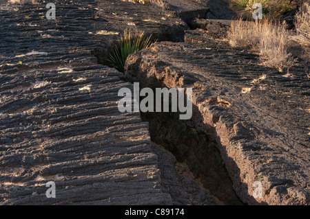 Sotol croissant dans une fissure profonde dans le champ de lave pahoehoe coulée de Carrizozo, Malpais, Vallée de Feu, New Mexico, USA Banque D'Images