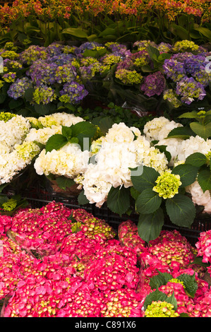 Hortensias rose et bleu avec blanc orange et jaune fleurs à vendre dans le marché aux fleurs de Hong Kong Kowloon Chine Asie Banque D'Images