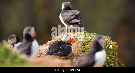 Les Macareux moines sur Pembrokeshire Wales Skomer Banque D'Images