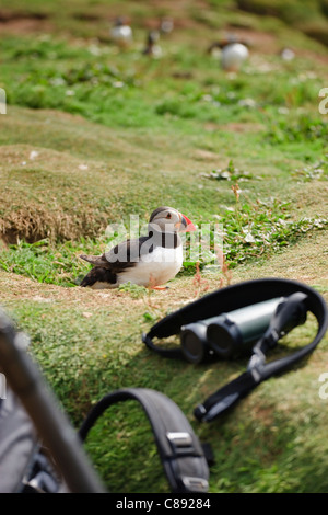 Les Macareux moines sur l'île de Skomer marcher parmi les visiteurs de galles Pembrokeshire Banque D'Images