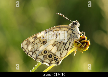 Papillon blanc marbré (Melanargia galathea) femmes perché montrant le dessous des ailes Banque D'Images