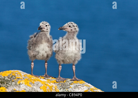 Deux Goéland marin chicks Banque D'Images