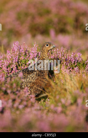 Lagopède des saules (Lagopus lagopus scotica) femmes parmi la floraison Heather Banque D'Images